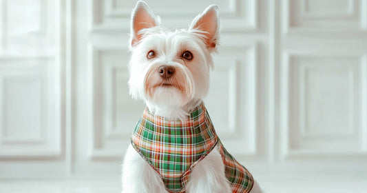 Designer Dog Beds, pet beds, custom pet beds, custom dog beds